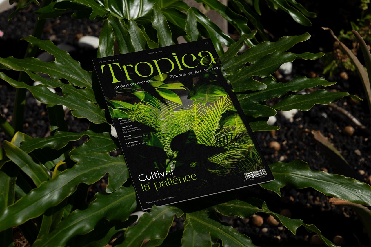Fiches pratiques sur les plantes tropicales
